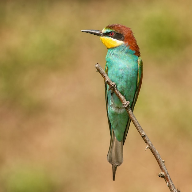 Bijeneter merops apiaster zittend op een stok