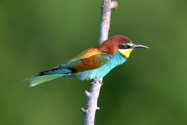 Bijeneter Merops apiaster