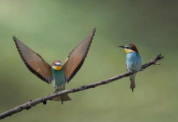 Bijeneter Merops apiaster