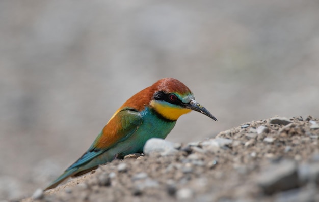 Bijeneter Merops apiaster