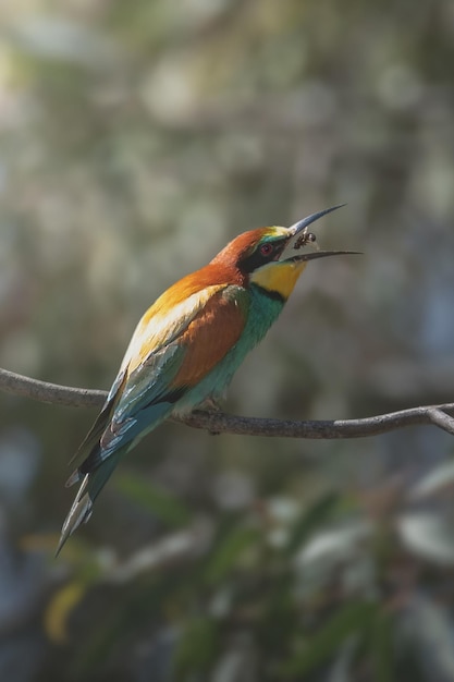 Bijeneter Merops apiaster