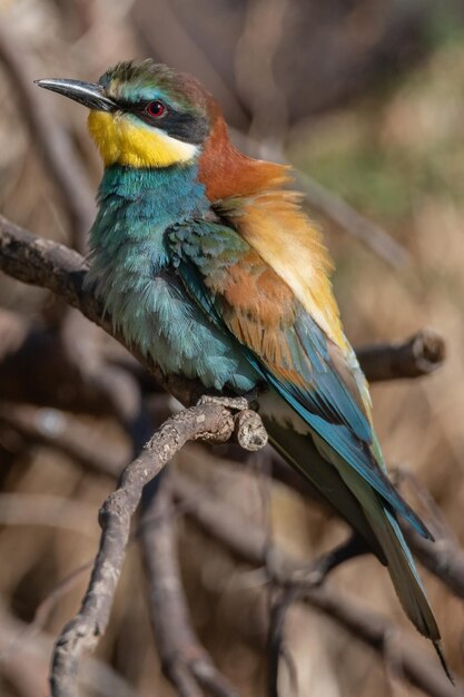 Bijeneter Merops apiaster