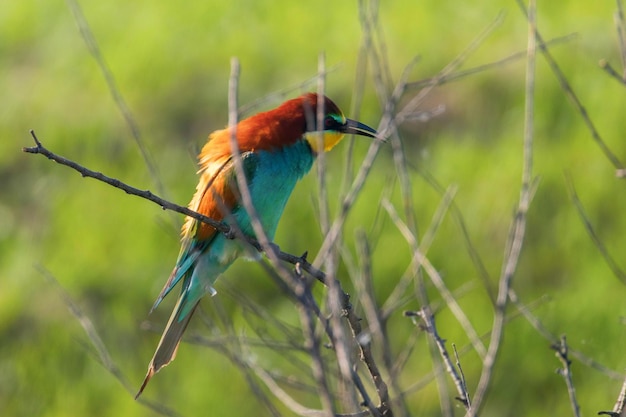 Bijeneter (Merops Apiaster)