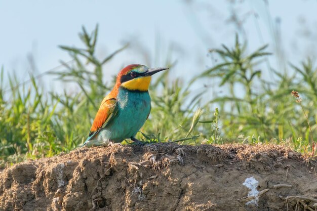 Bijeneter (Merops Apiaster)