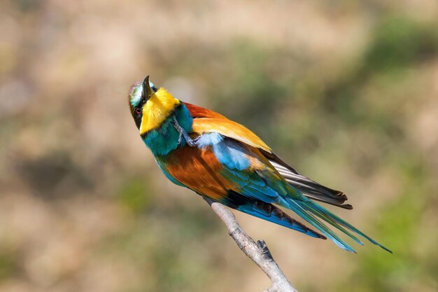 Bijeneter (Merops Apiaster)