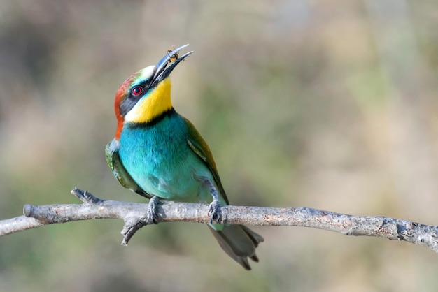 Bijeneter (Merops Apiaster)