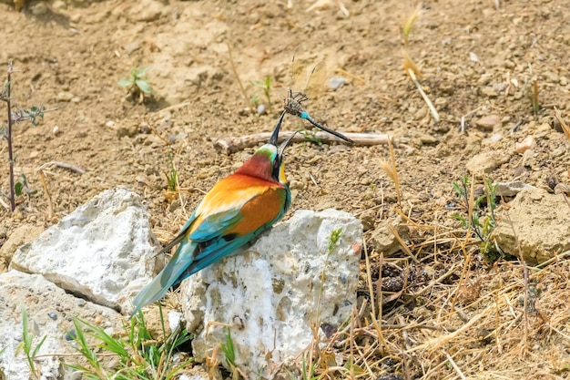 Bijeneter (Merops Apiaster)