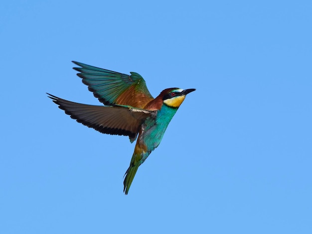 Bijeneter Merops apiaster