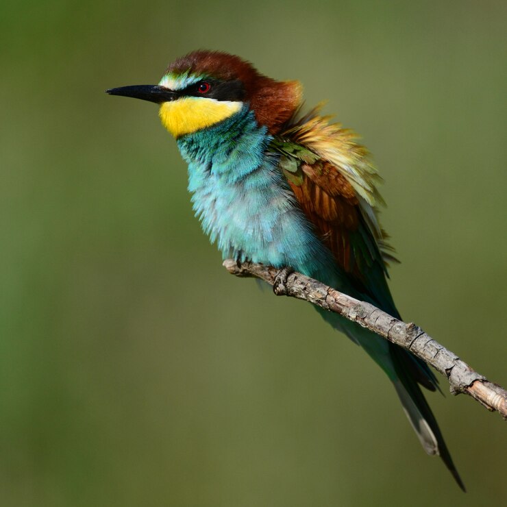 Bijeneters (Merops apiaster) zittend op een stok op een mooie achtergrond.