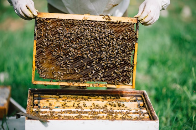 Foto bijenhouder met bijen en honingraat