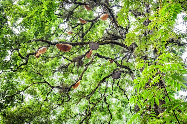 Bijenhuizen op boom