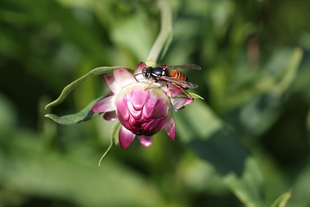 Bijeninsect zittend op roze immortelle bloemknop close-up achtergrond mooie natuur concept