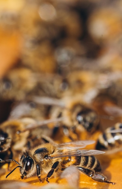 Bijenkolonie in bijenkorf macro Werkende honingbijen honingraatwascellen met honing en stuifmeel