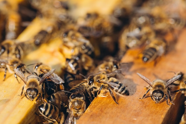 Bijenkolonie in bijenkorf macro Werkende honingbijen honingraatwascellen met honing en stuifmeel