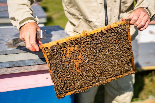 Bijenkorf houten frame bijenstal Landbouw insecten biologische landbouw