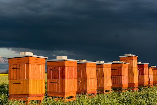 Bijenkorven in bijenteelt Bio Honingproductie en bijenteeltconcept