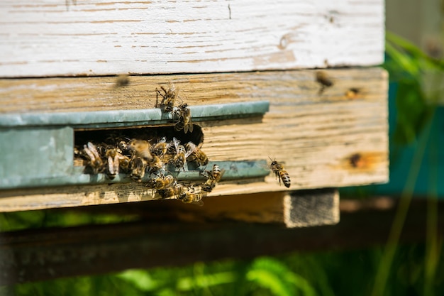 Bijenkorven in de bijenstal Honingbijen vliegen de kast in en uit De bijen zijn klaar voor honing