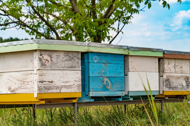 Bijenkorven in een bijenstal met bijen die naar de landingsplanken in een groene tuin vliegen.