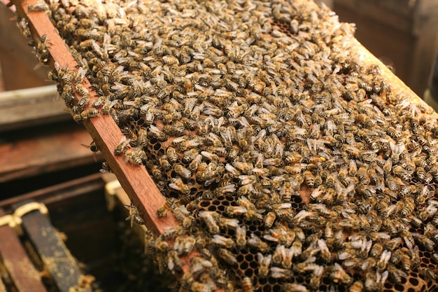 Bijenkorven in een bijenstal met bijen die naar de landingsplanken vliegen, Frames van een bijenkorf. Imker Inspecteren