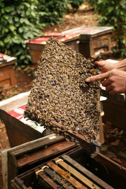 Bijenkorven in een bijenstal met bijen die naar de landingsplanken vliegen, Frames van een bijenkorf. Imker Inspecteren