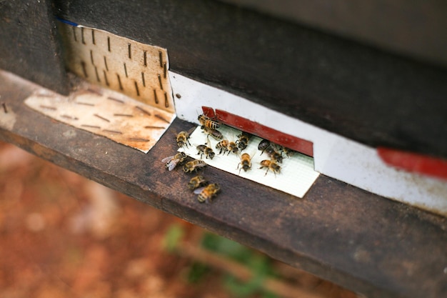 Bijenkorven in een bijenstal met bijen die naar de landingsplanken vliegen, Frames van een bijenkorf.