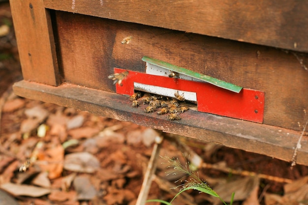 Bijenkorven in een bijenstal met bijen die naar de landingsplanken vliegen, Frames van een bijenkorf