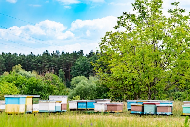 Bijenkorven op groene landschappen Natuurlijke lentetuin bijenteelt