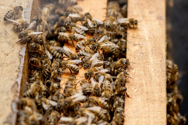 Bijenkorven voor bijen met honingraten en honingbijen