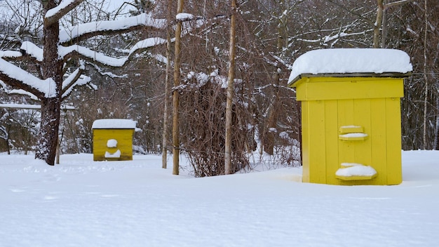 Bijenkorven waren bedekt met sneeuw in de koude winter bijenkorven in de appelboomgaard in de winter bijenteelt