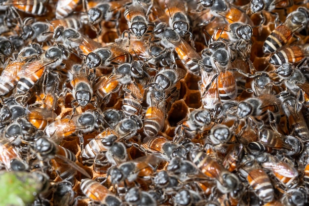 Bijenmacro op nest