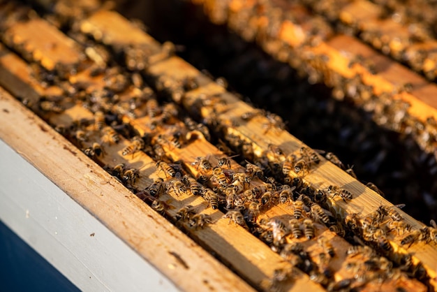 Bijenteelt bijenteelt houten frame netelroos Zomer insecten biologische honing maken