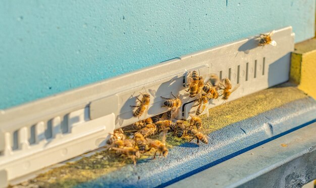 Bijenteelt imker aan het werk bijen tijdens de vlucht