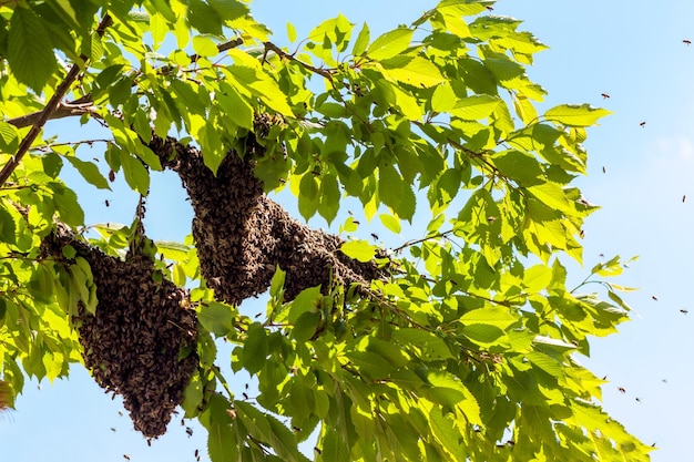 Bijenzwerm op boom Drone van bijen Bijen vlogen uit korf