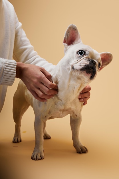 Bijgesneden beeld van vrouw die franse bulldog op beige achtergrond aanraakt