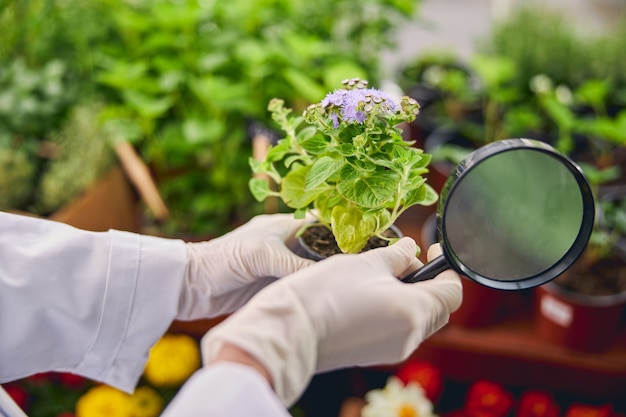 Bijgesneden foto van een biologische wetenschapper die vasthoudt met een vergrootglas en een bloeiende plant