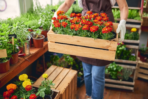 Bijgesneden foto van een vrouwelijke botanicus die staat met een houten kist met Franse goudsbloemzaailingen