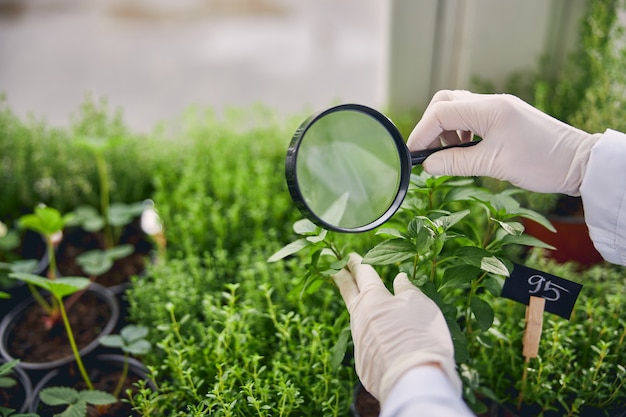 Bijgesneden foto van een vrouwelijke botanicus in latex wegwerphandschoenen die basilicumzaailingen onderzoekt met een vergrootglas