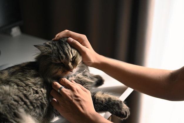 Bijgesneden opname van man die met zijn lieve kat in de woonkamer speelt