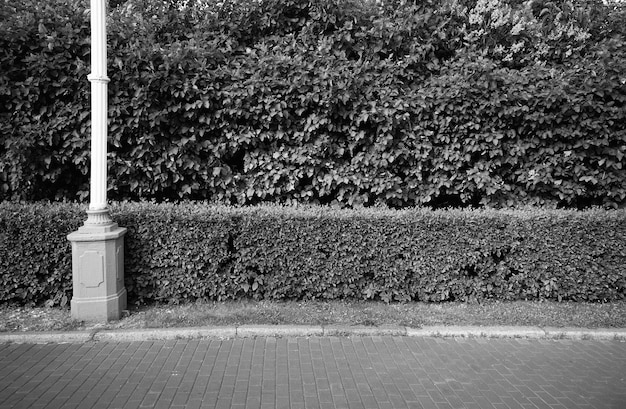 Bijgesneden park struiken landschap achtergrond