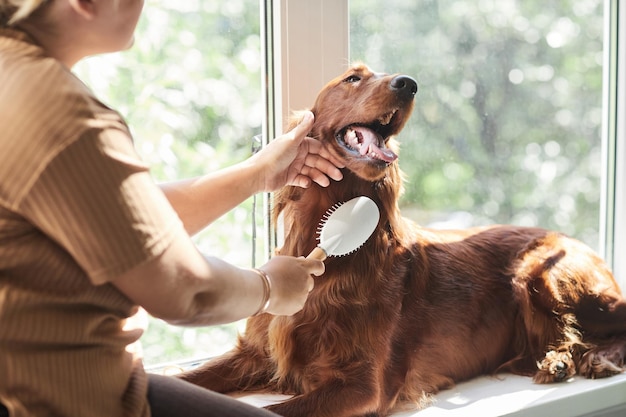 Bijgesneden portret van vrouw die langharige hond borstelt thuis verlicht door zonlicht