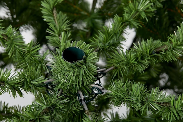 Foto bijgesneden schot van dennentak abstracte natuur achtergrond bomen natuur kerst concept