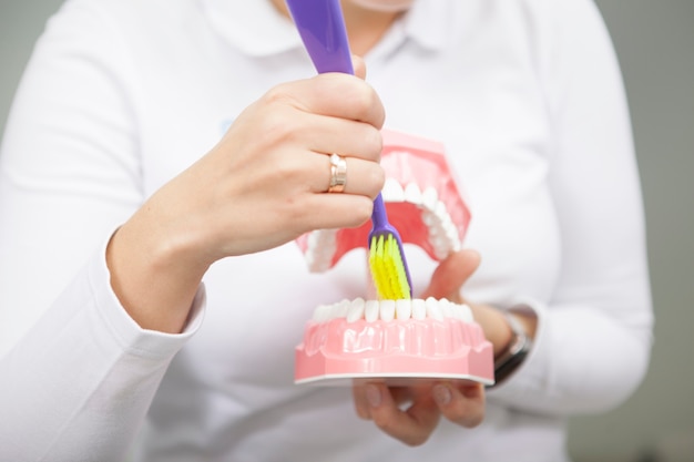 Bijgesneden schot van onherkenbare vrouwelijke tandarts die tonen hoe tanden op tandheelkundig model te poetsen