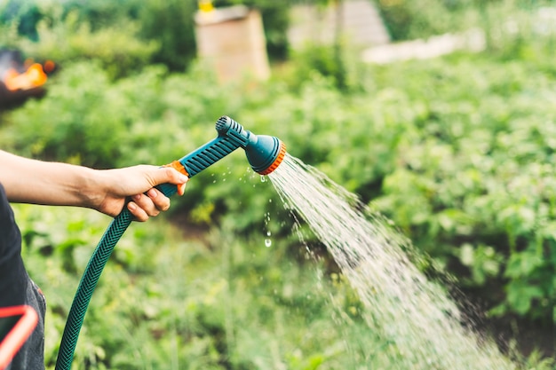 Bijgesneden vrouw zorgt voor planten die groene tomatenspruiten water geven uit een gieter bij zonsonderganglandbouw of