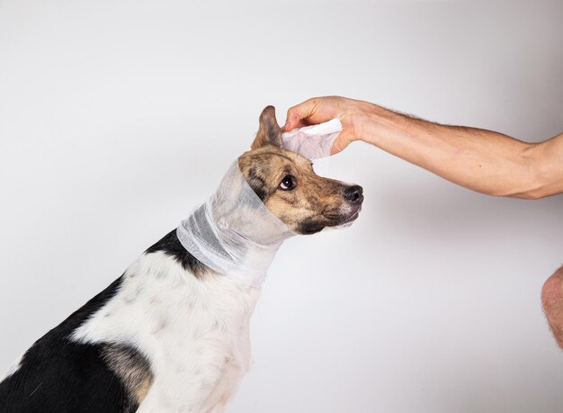 Bijgesneden weergave van dierenarts verbanden gezicht van grijze hond op grijze achtergrond