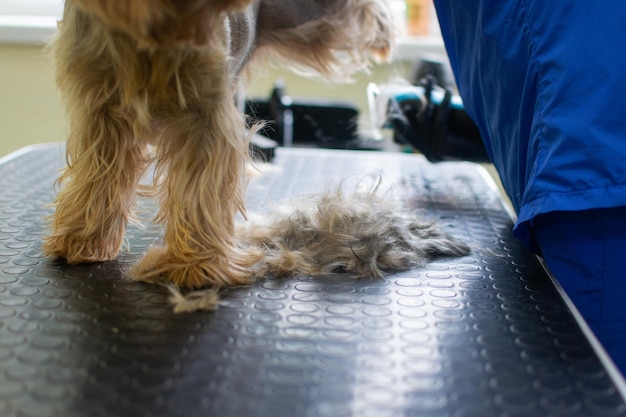 Bijgesneden weergave van het verzorgen van Yorkshire terrier hond door elektrische haarsnijmachine Onbekende trimmer die hond door kapmachine voor dieren in trimsalon snijdt Vacht tot aan tafel