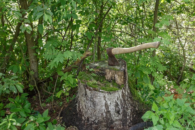 Bijl in de stronk de bijl zit vast in een oude berkenstronk in het bos