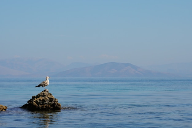 Bijzondere watervogel in de zee van Corfu, Griekenland