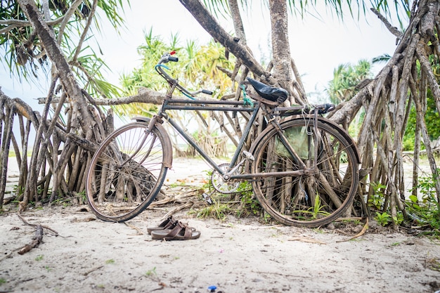 Bici sull'albero spiaggia