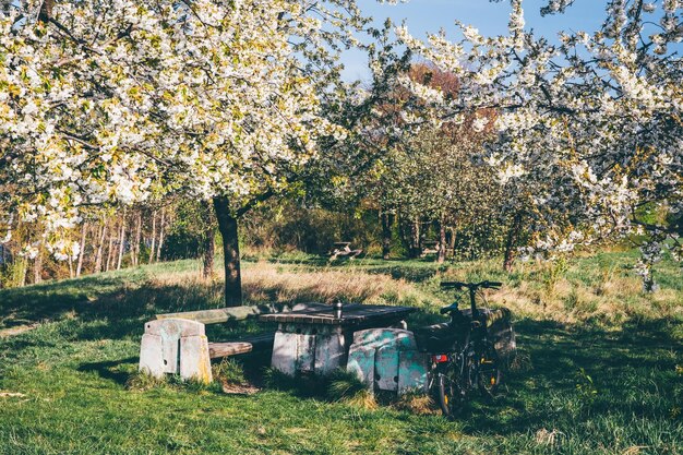 開花する桜の自然公園で自転車に乗る自然の背景ライフスタイルとテクノロジーからの解放