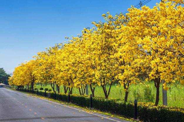 La strada della traccia della bici nell'albero di tromba dorata al parco dentro su cielo blu